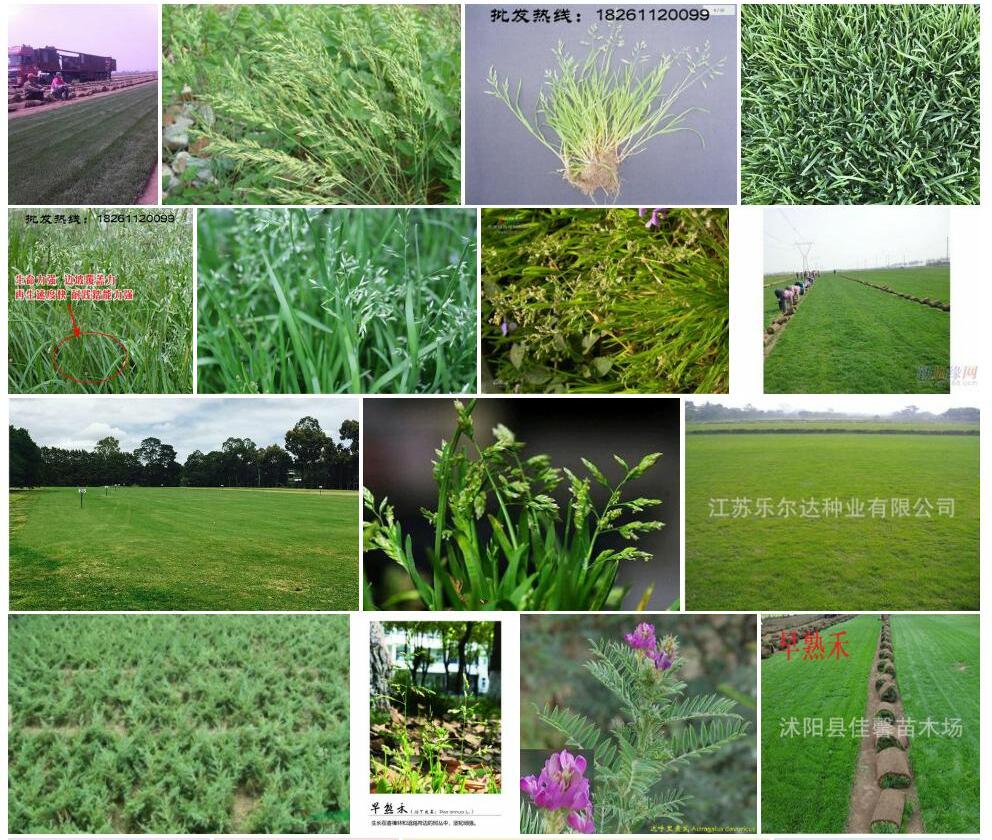 达呼里早熟禾照片和图片/
