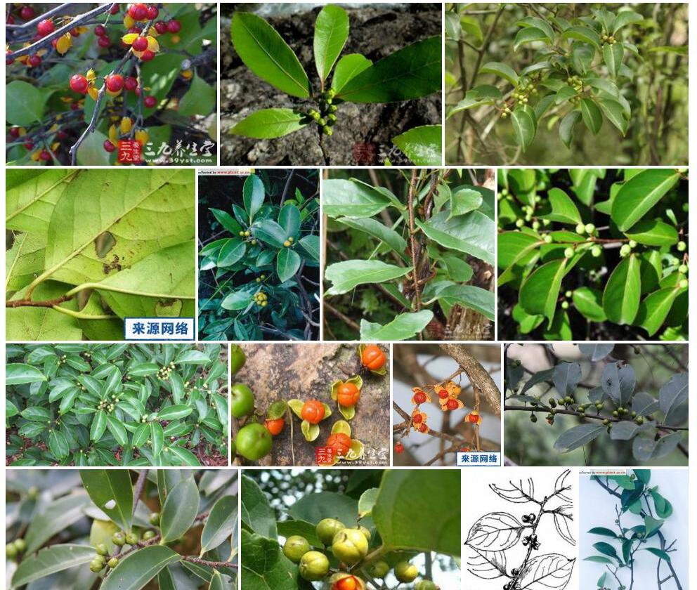 过山枫照片和图片/