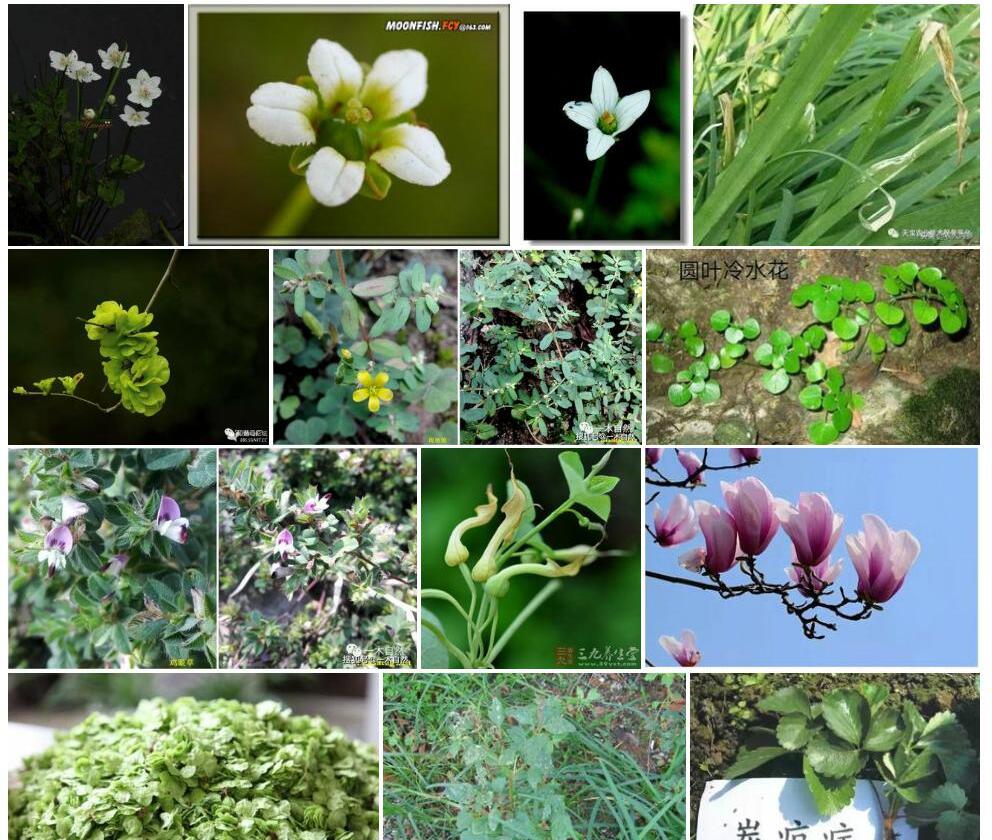 近凹瓣梅花草照片和图片/