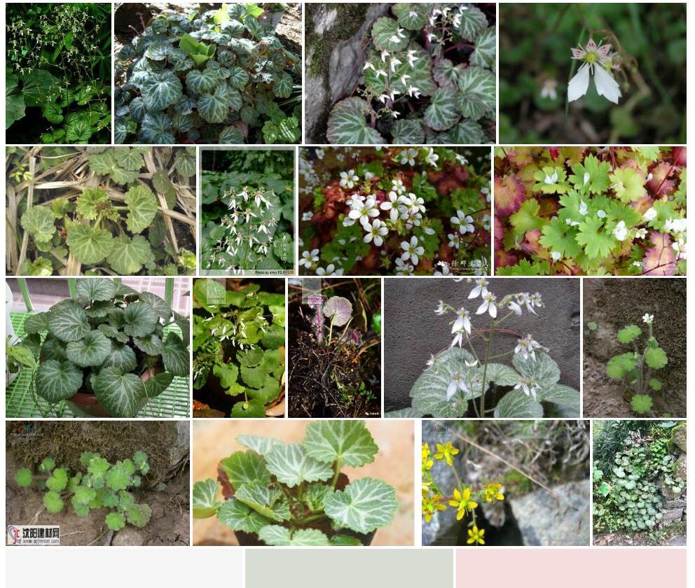近加拉虎耳草照片和图片/