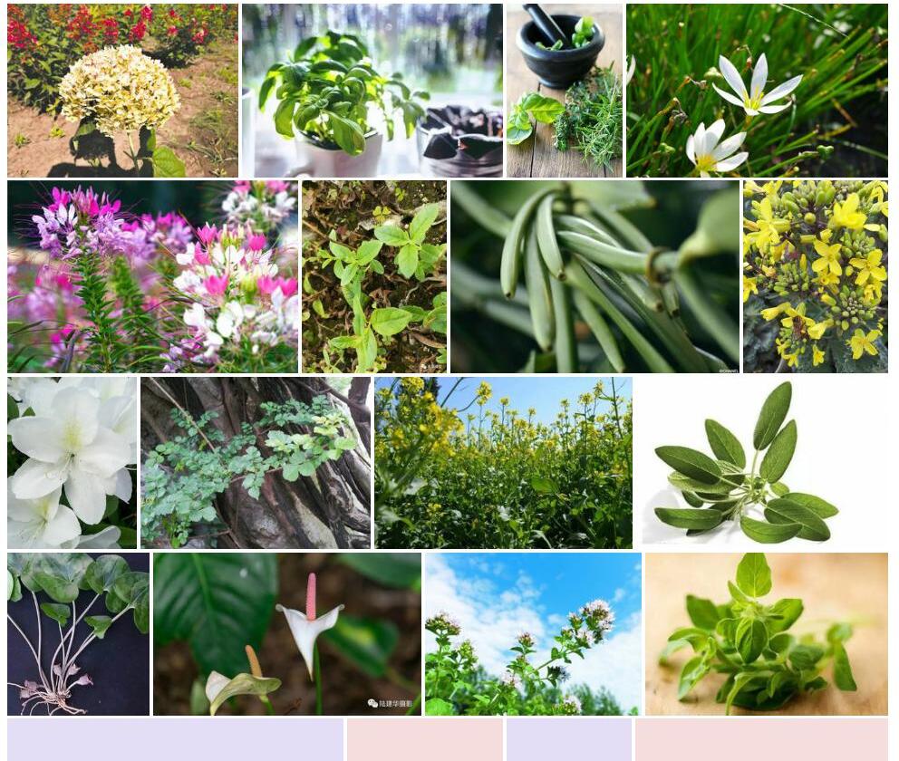近总序香草照片和图片/