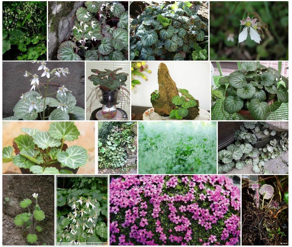 近抱茎虎耳草照片和图片/