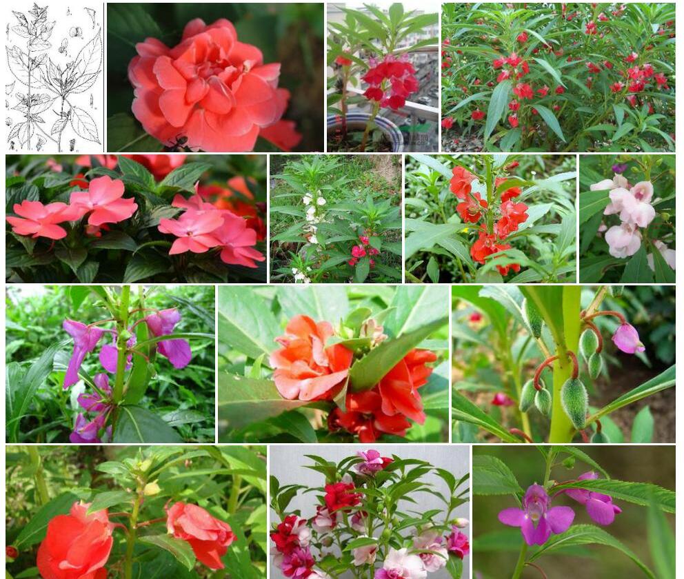 近无距凤仙花照片和图片/
