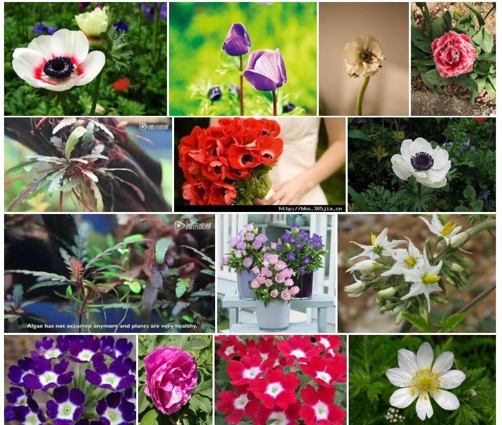 近羽裂银莲花照片和图片/