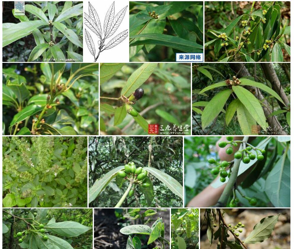 近轮叶木姜子照片和图片/