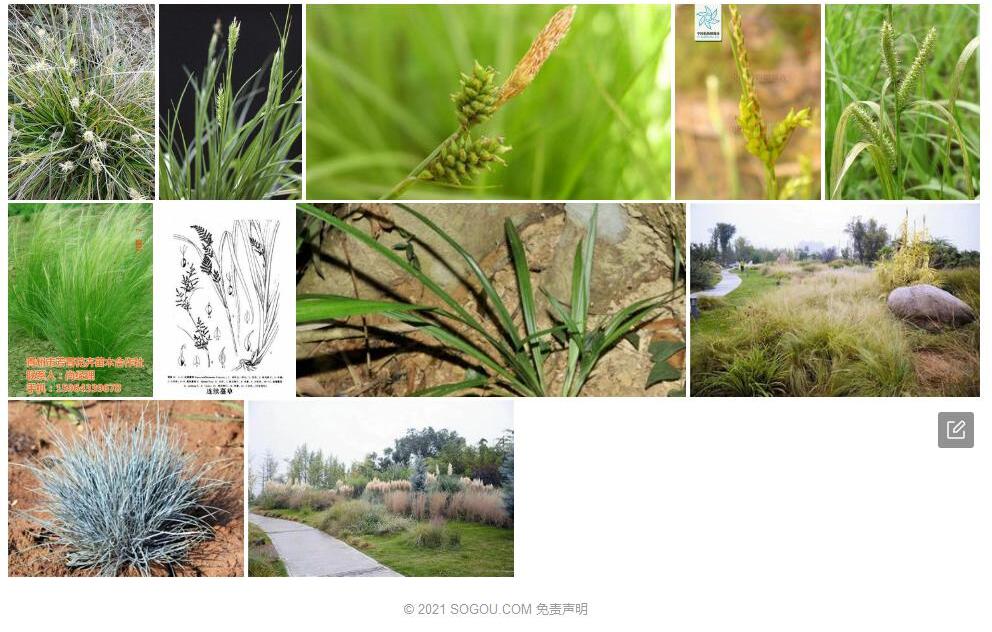 连续薹草照片和图片/