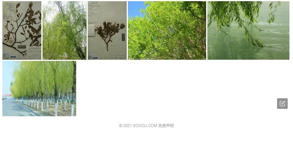 迟花柳照片和图片/