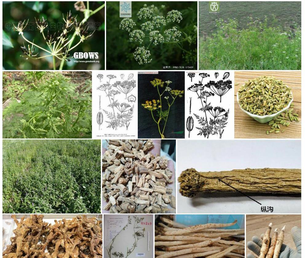 迷果芹照片和图片/