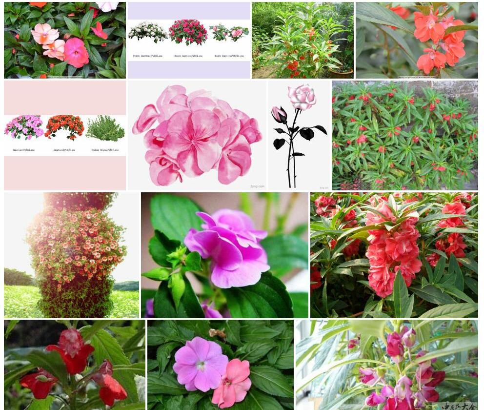 透明凤仙花照片和图片/