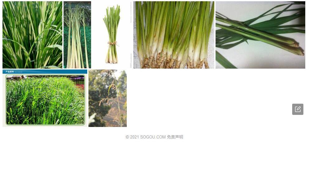通麦香茅照片和图片/