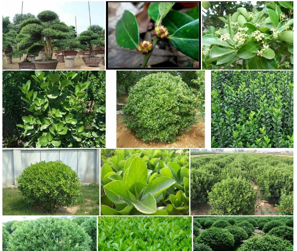 遂昌冬青照片和图片/