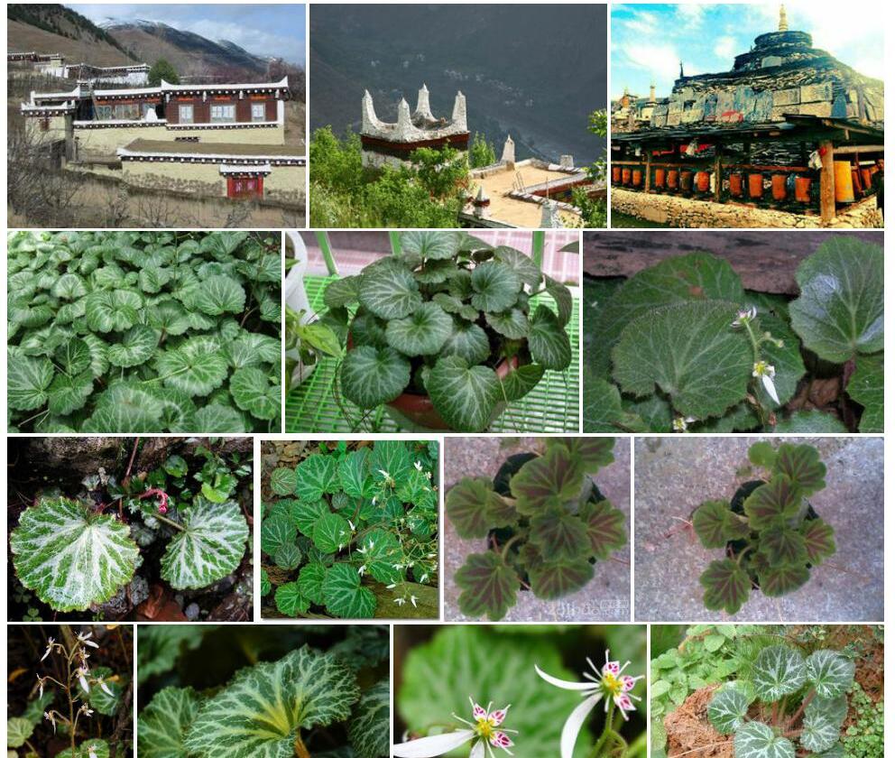 道孚虎耳草照片和图片/