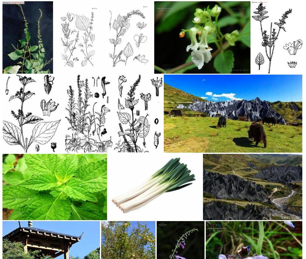 道孚香茶菜照片和图片/