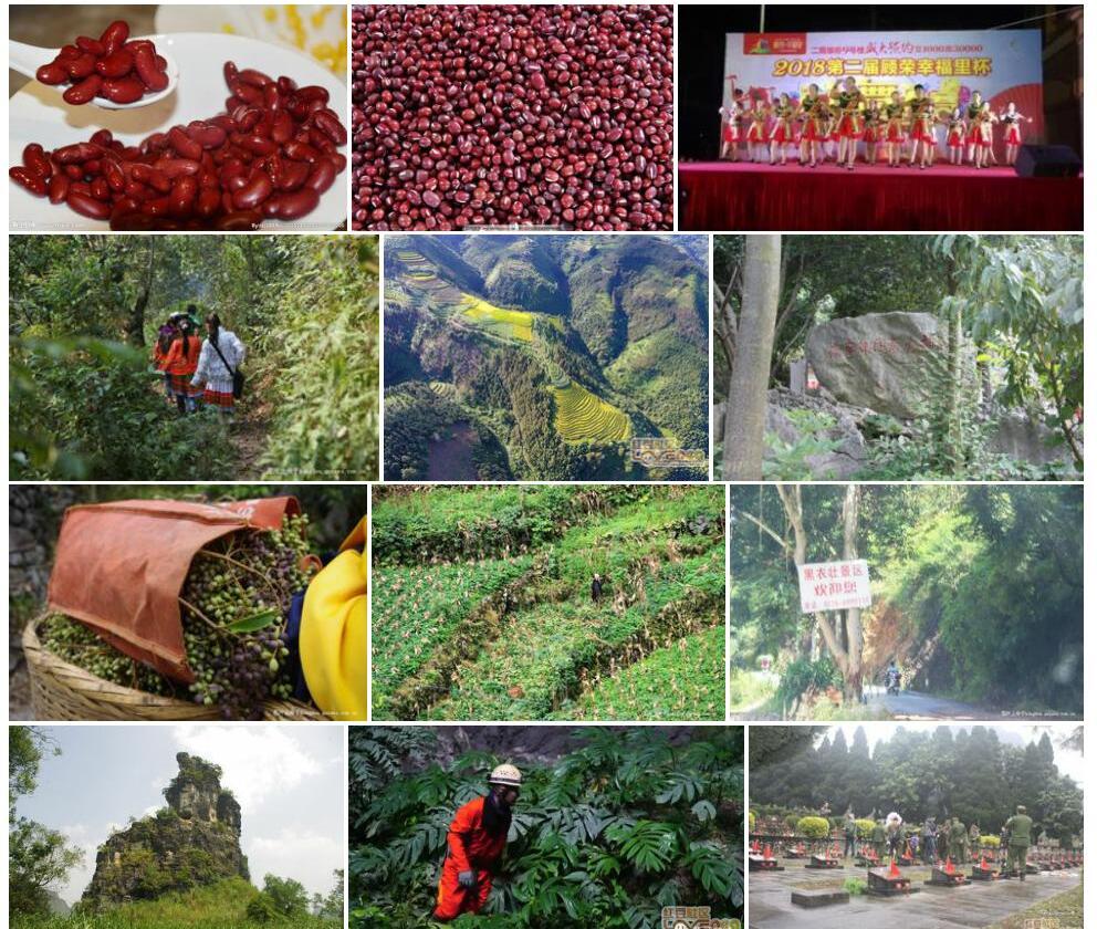 那坡红豆照片和图片/
