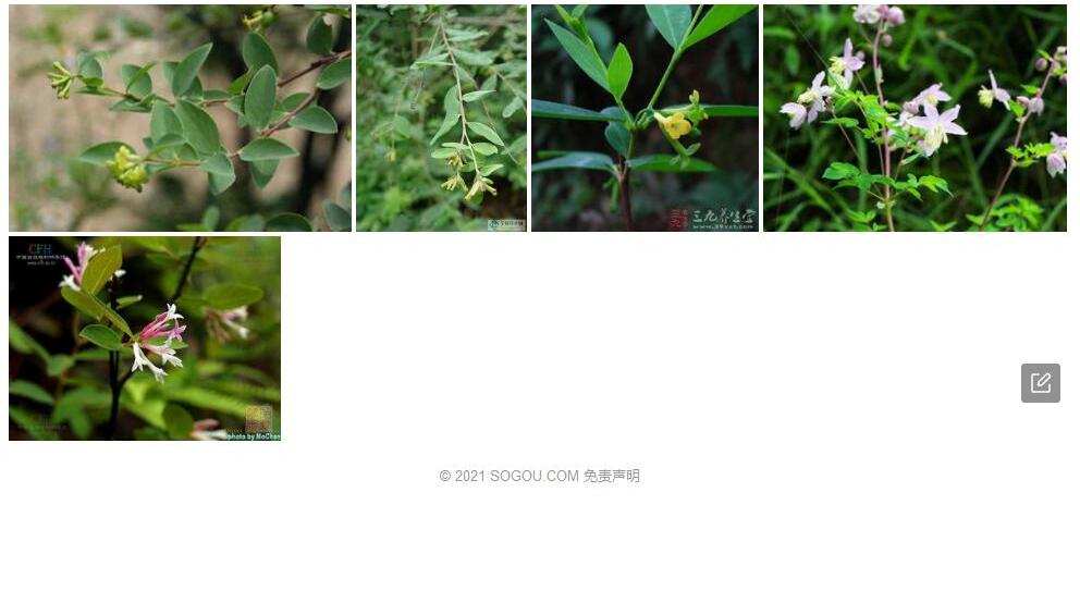 鄂北荛花照片和图片/