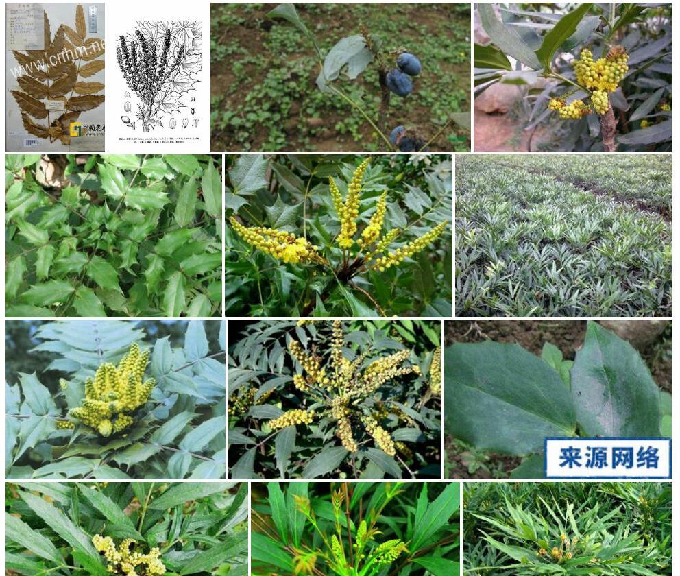鄂西十大功劳照片和图片/