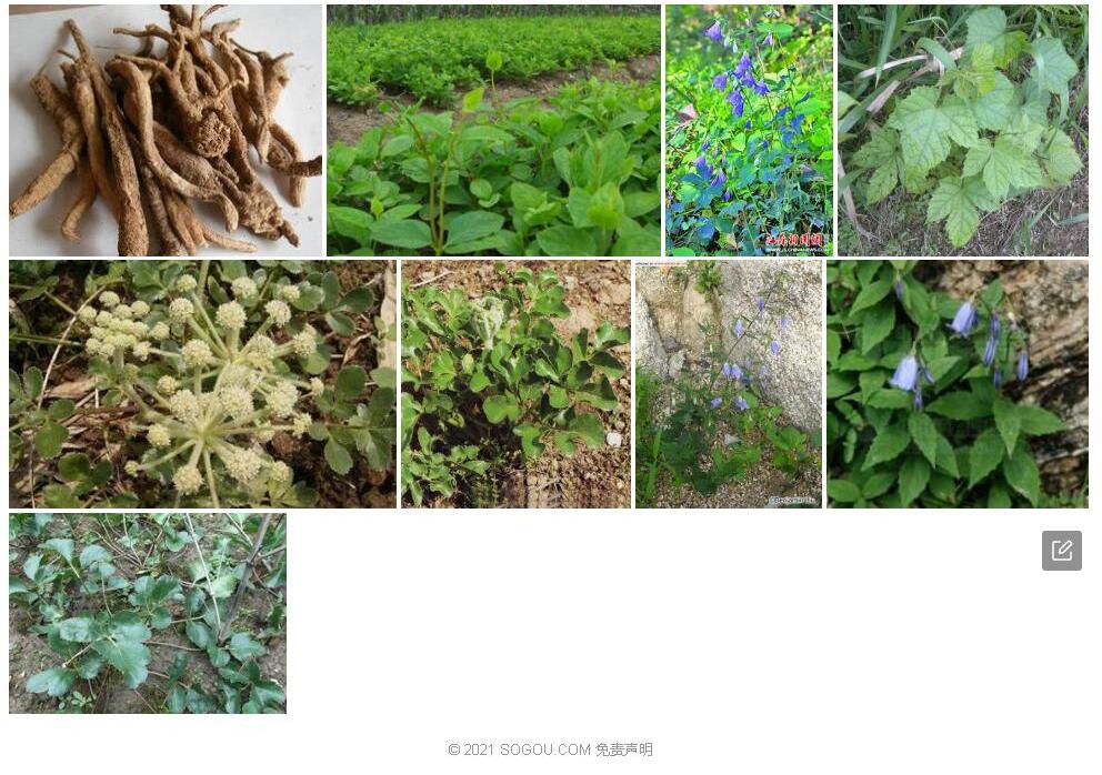 鄂西沙参照片和图片/