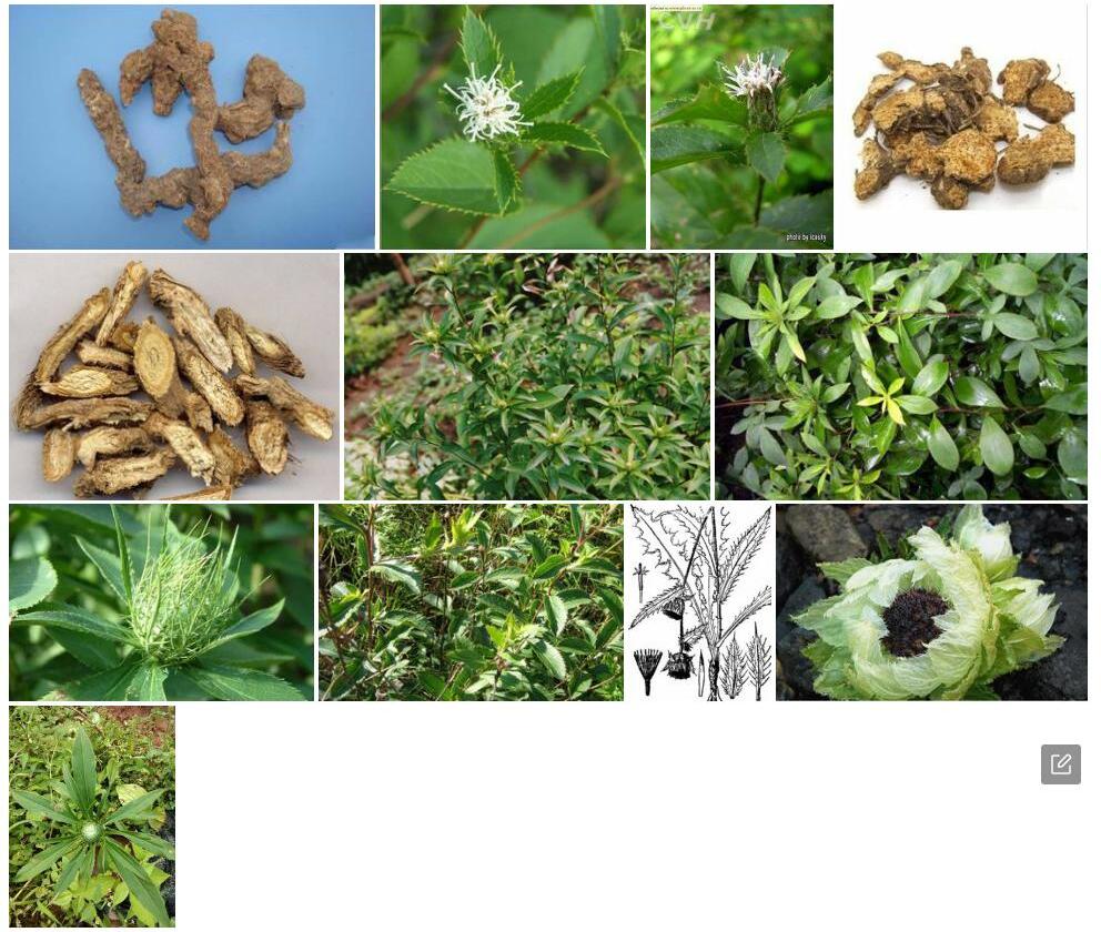 鄂西苍术照片和图片/