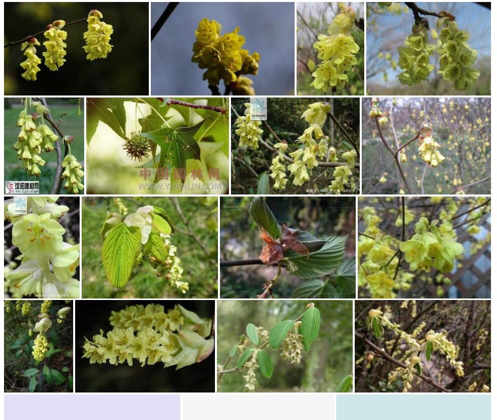 鄂西蜡瓣花照片和图片/