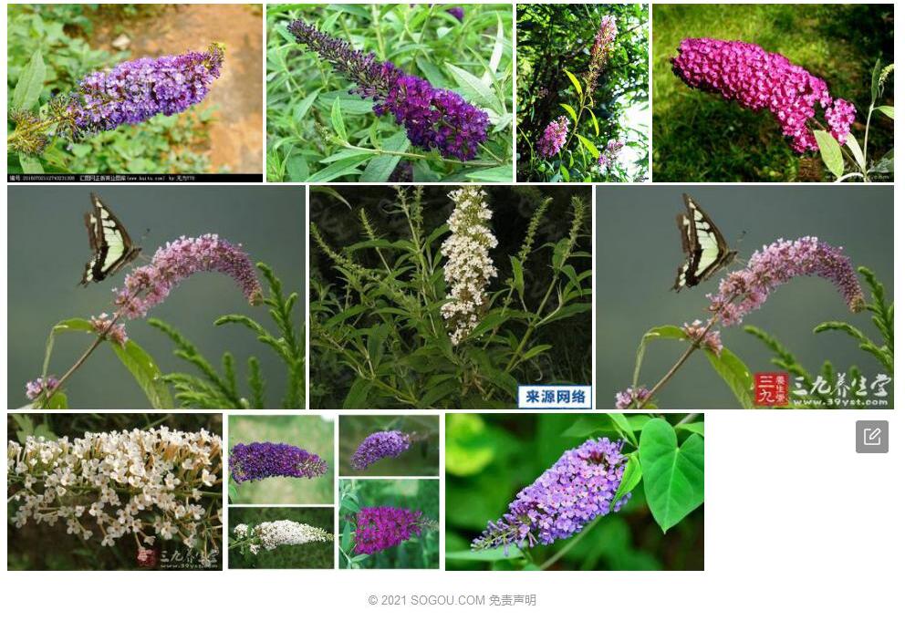 酒药花醉鱼草照片和图片/