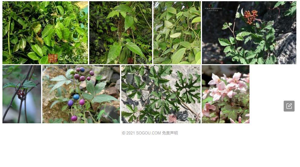 酸蔹藤照片和图片/