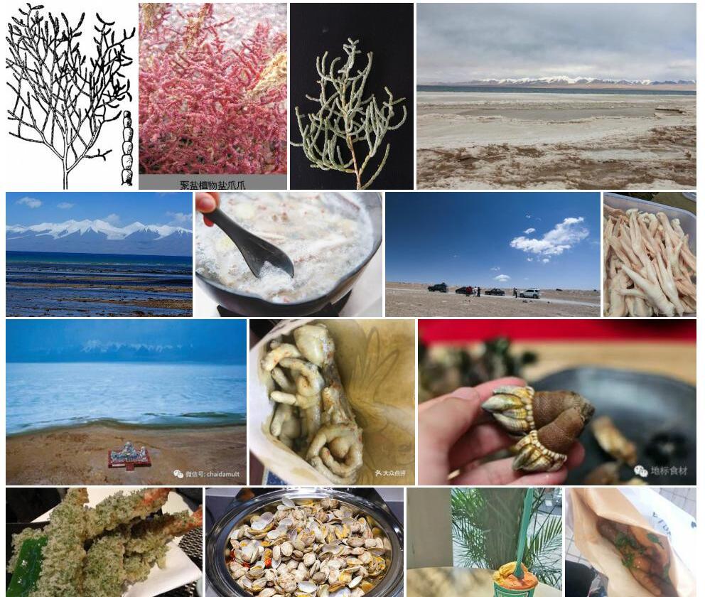 里海盐爪爪照片和图片/