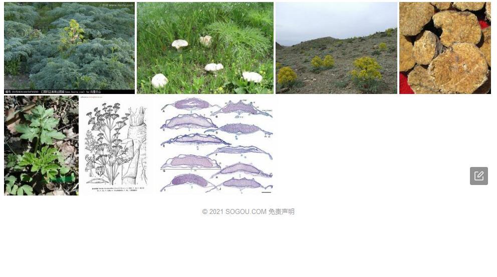里海阿魏照片和图片/