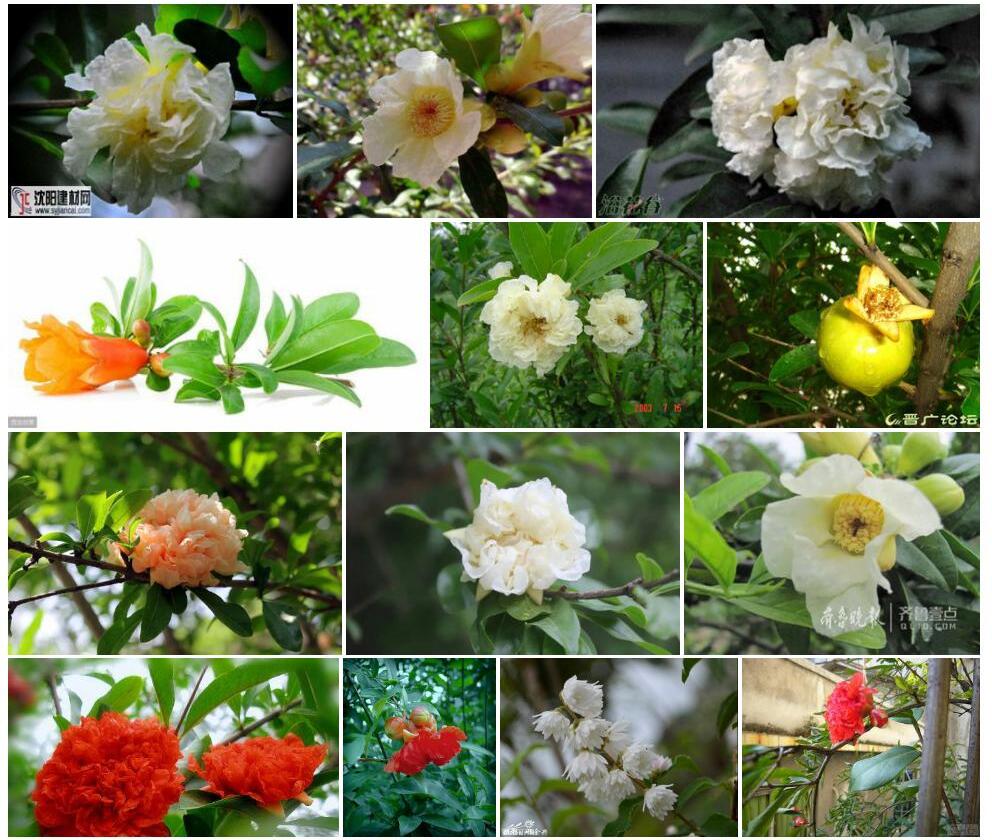 重瓣白花石榴照片和图片/