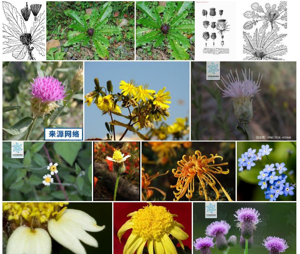 重羽菊照片和图片/