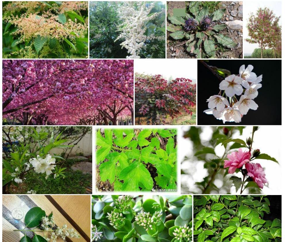 重齿泡花树照片和图片/