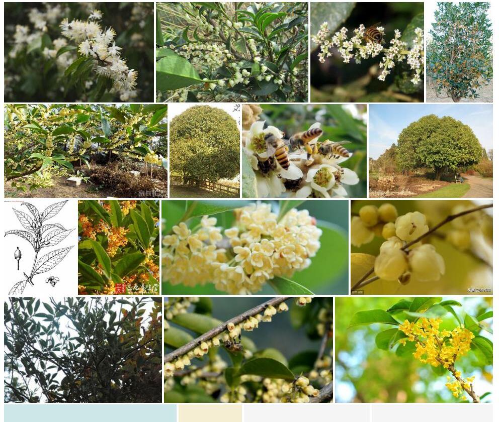 野桂花照片和图片/