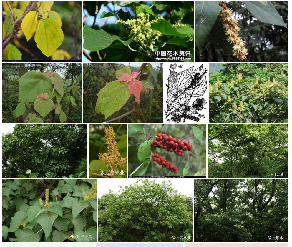 野梧桐照片和图片/