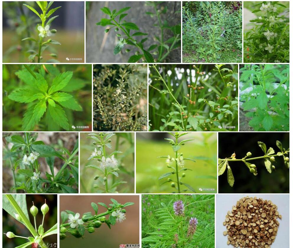 野甘草照片和图片/