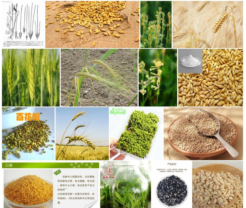 野生瓶形大麦照片和图片/