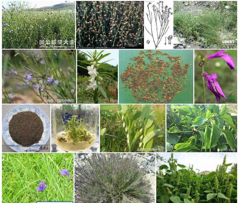 野胡麻照片和图片/