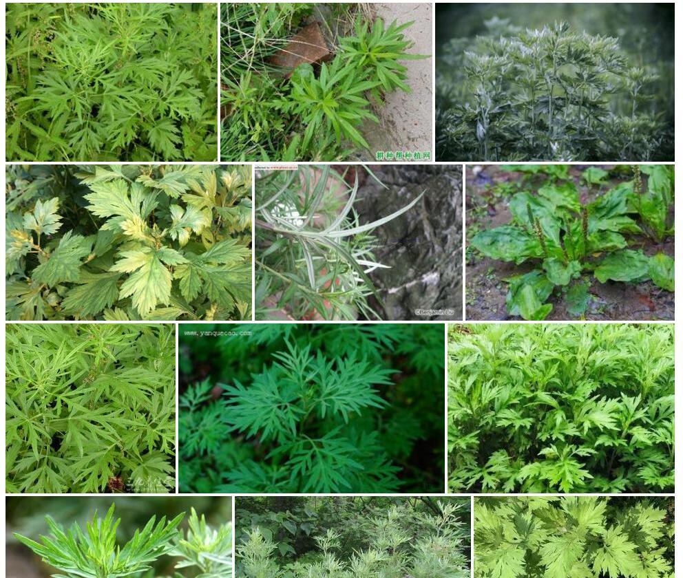 野艾蒿照片和图片/