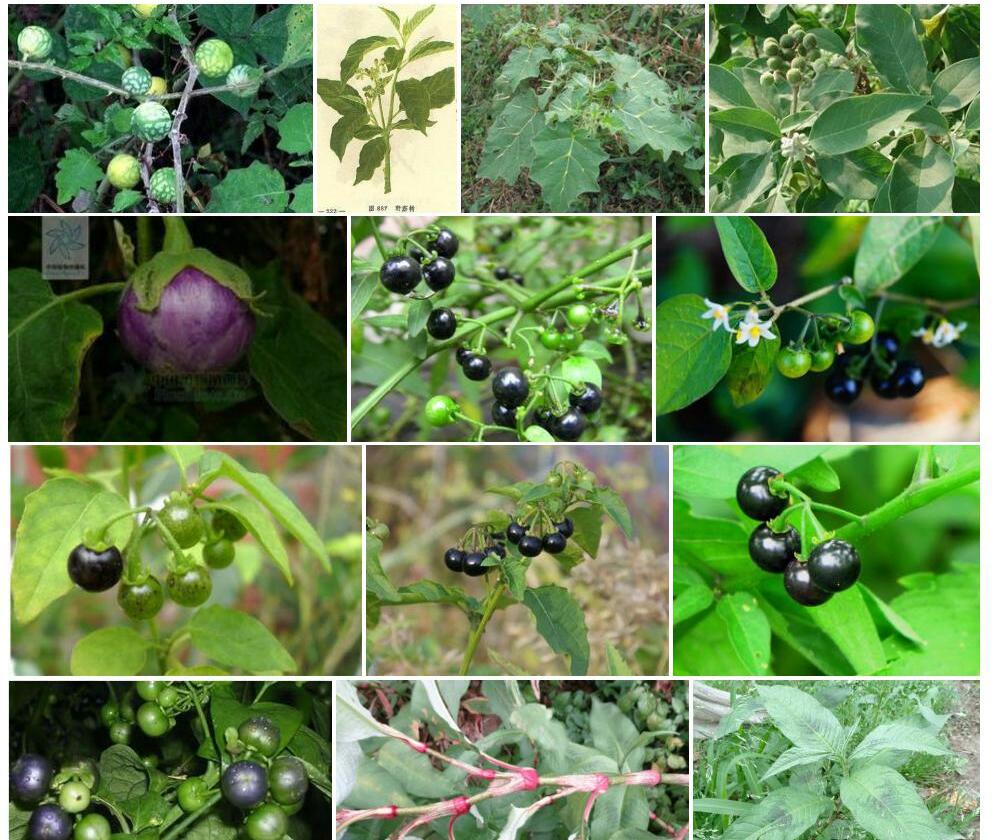 野茄照片和图片/