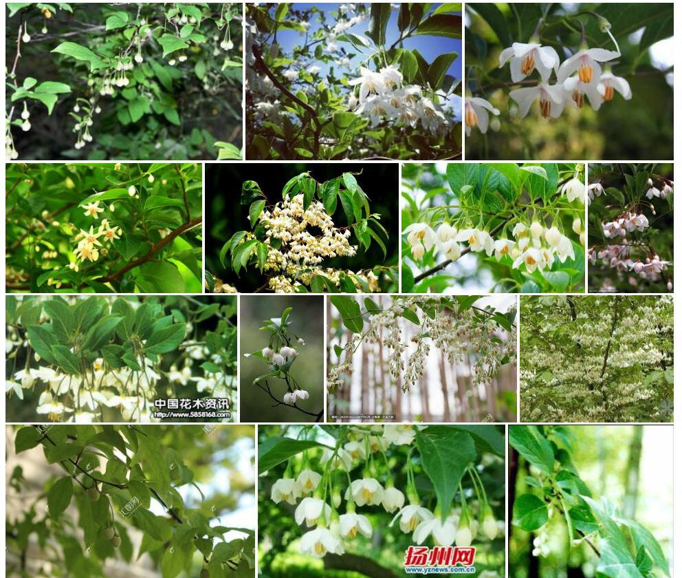 野茉莉照片和图片/