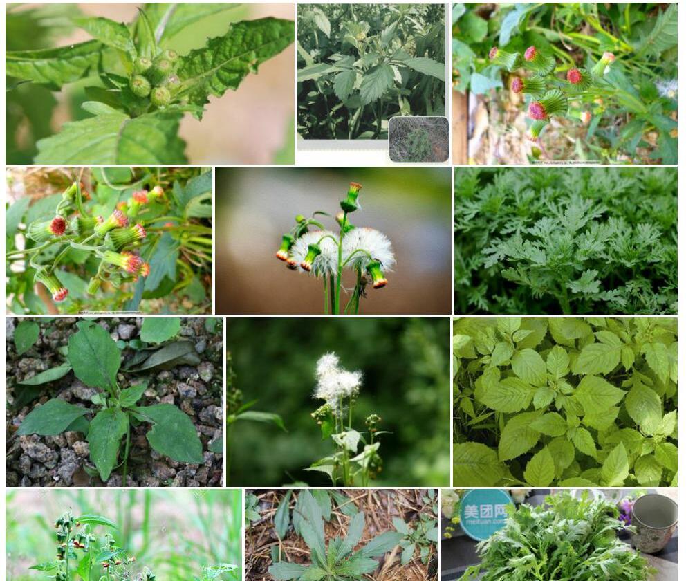 野茼蒿照片和图片/