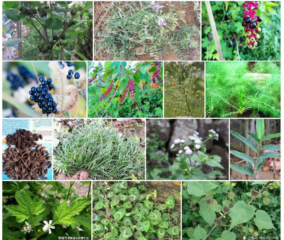 野草果照片和图片/