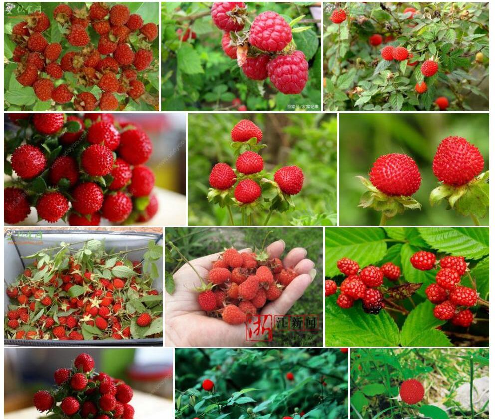 野草莓照片和图片/