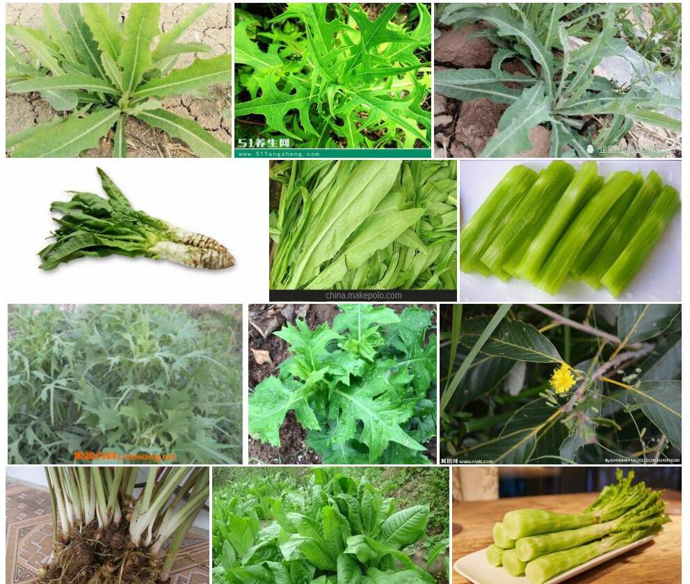 野莴苣照片和图片/