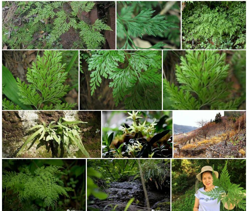 野雉尾金粉蕨照片和图片/