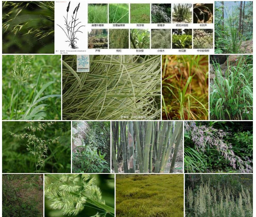 野青茅照片和图片/