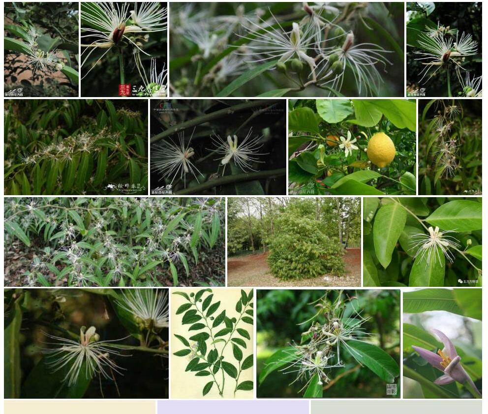 野香橼花照片和图片/