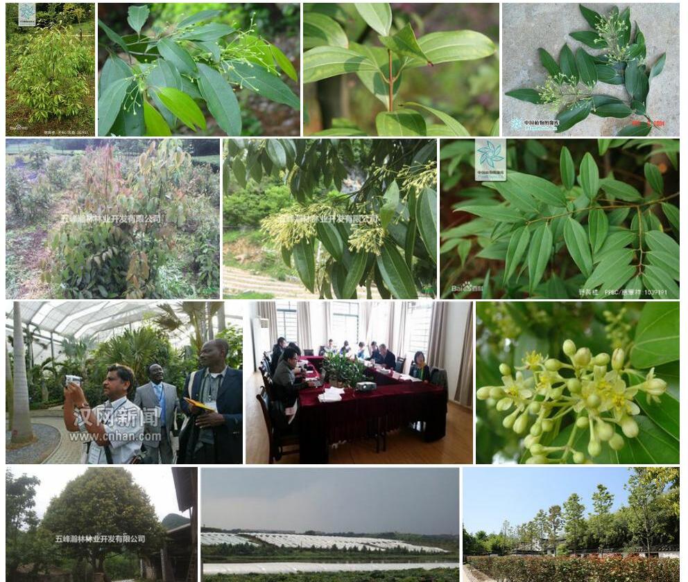 野黄桂照片和图片/