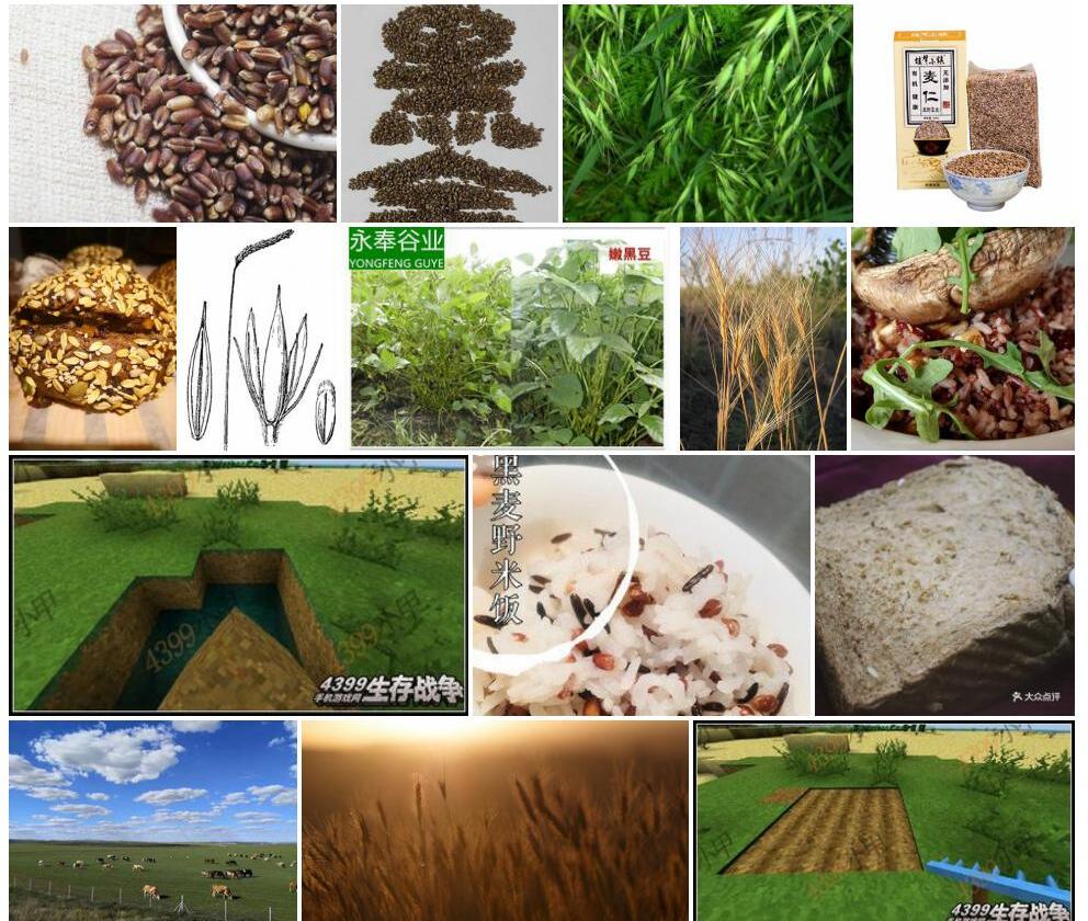 野黑麦照片和图片/