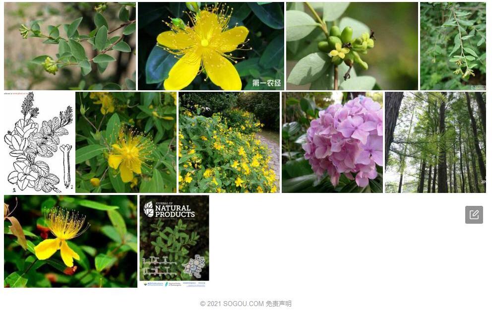 金丝桃荛花照片和图片/