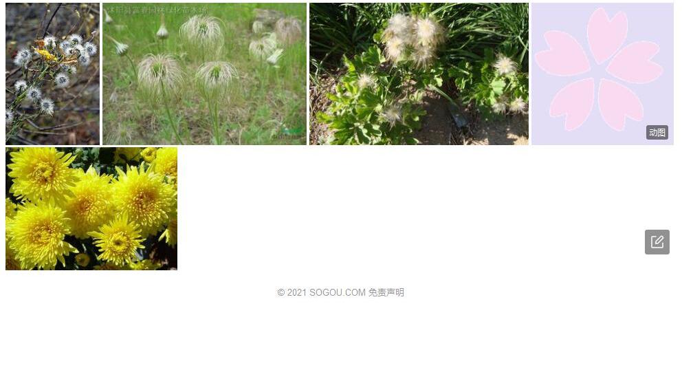 金县白头翁照片和图片/