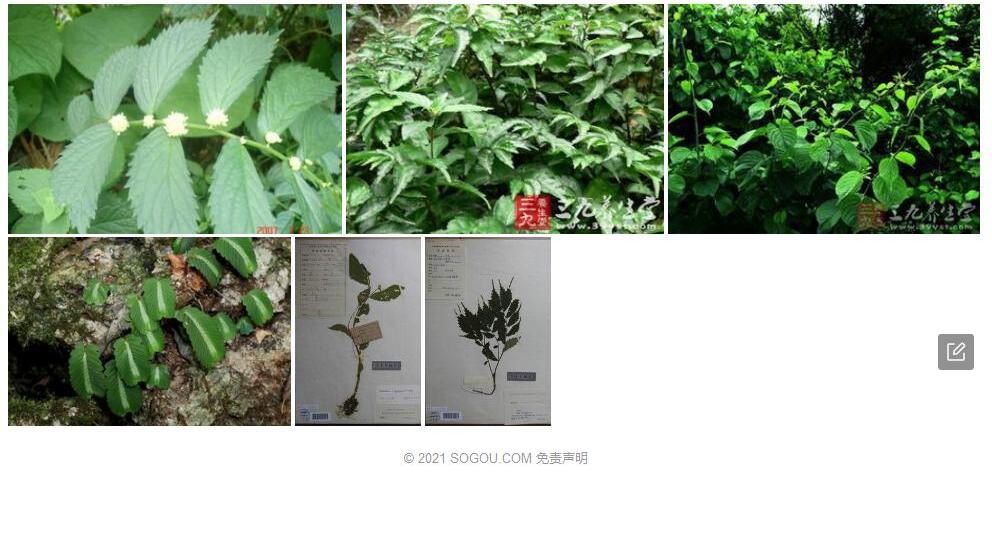 金平楼梯草照片和图片/